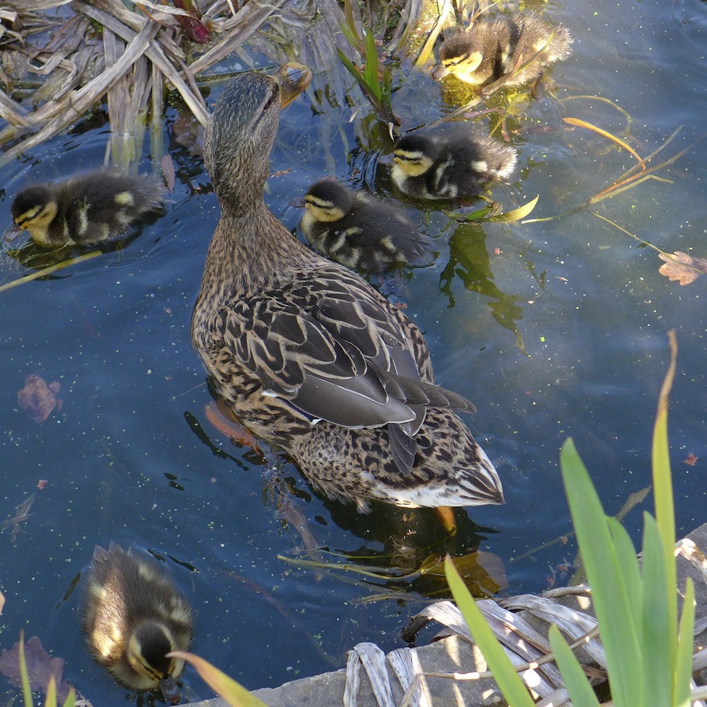 Ducklings and female duck back to the water