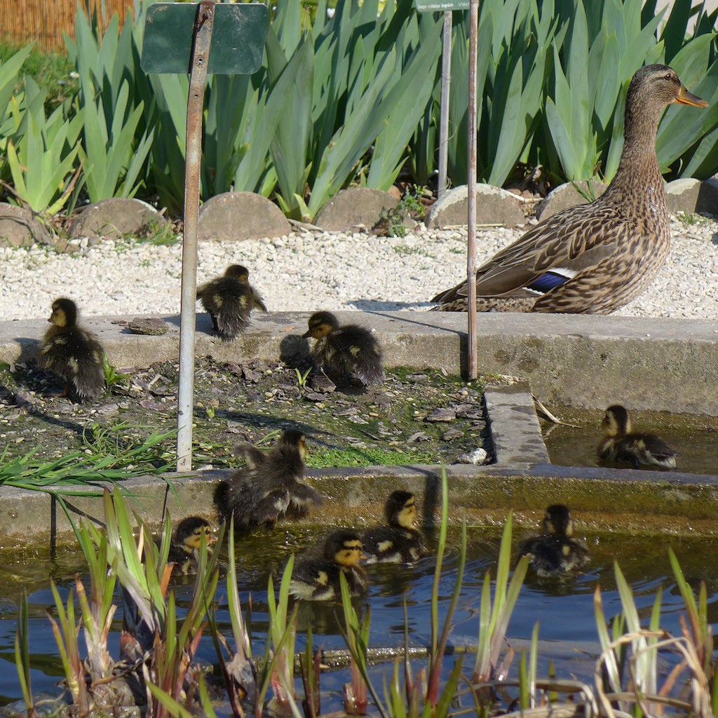 Female duck and ducklings going out the water