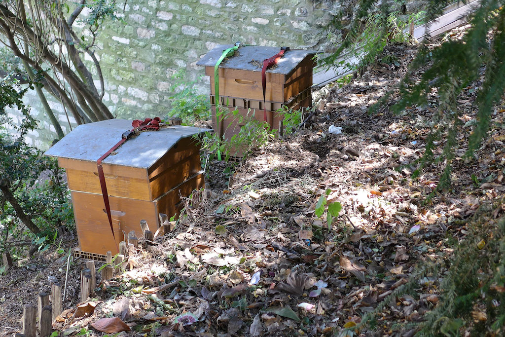 Musee de Montmartre - Hives in the wild part of the gardens