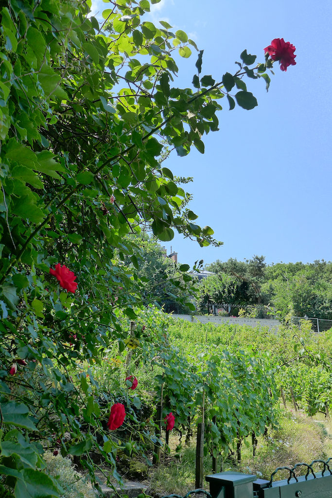 Musee de Montmartre - At the end of the gardens, the vineyard