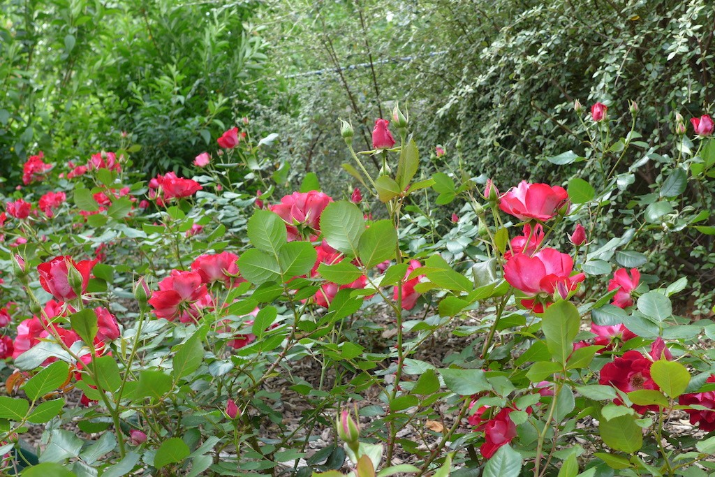 Flowers along the path on the Viaduc des Arts