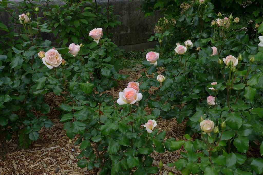 Roses along the path - Promenade plantee