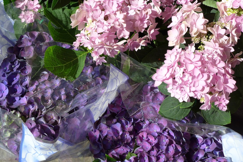 Adriane M - pink and purple hydrangeas