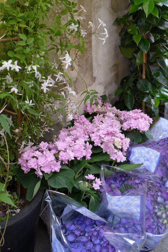 Adriane M. flower shop - hydrangeas