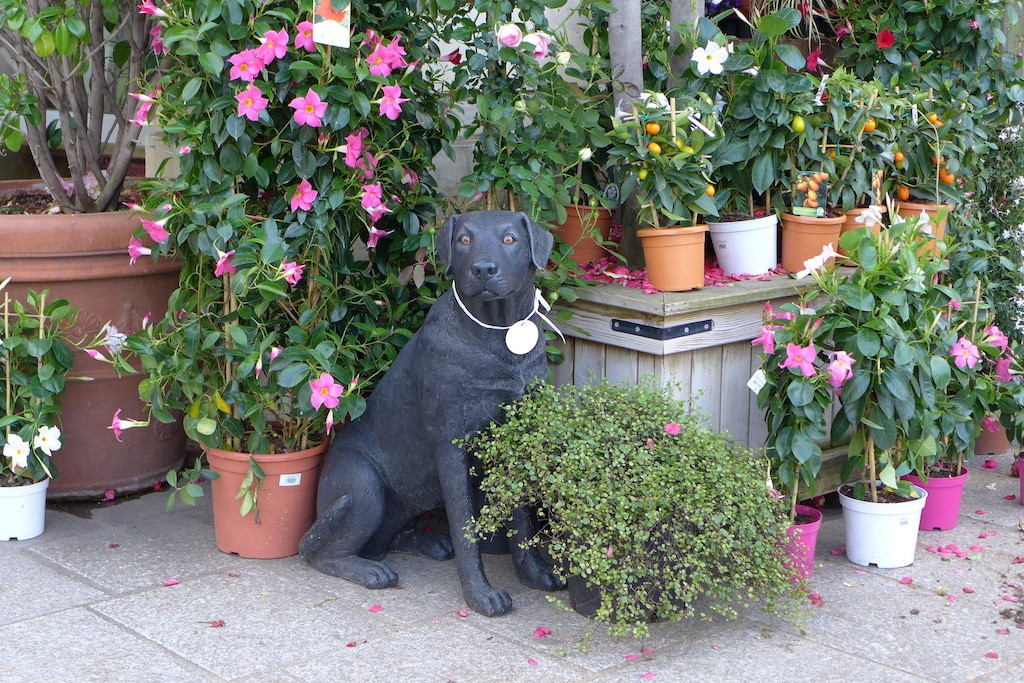 Dog and Flowers at Moulie Paris