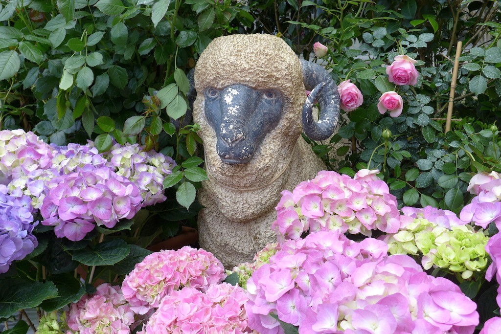 A sheep watching at hydrangeas at Moulie Paris