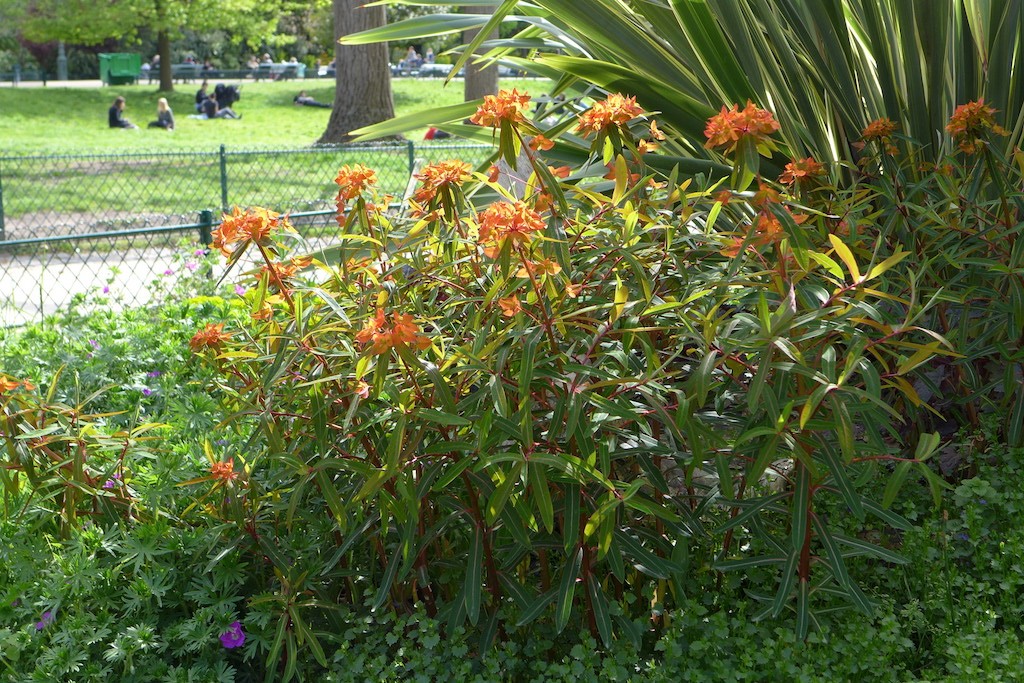 Parc Monceau Paris - Flowers