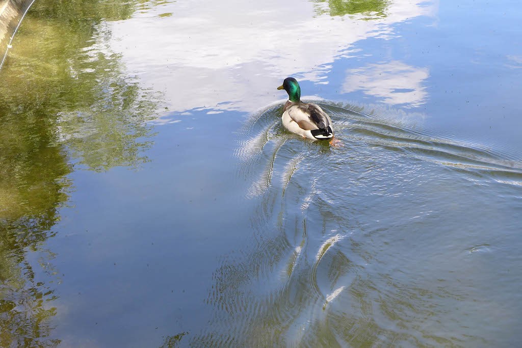 Parc Monceau Paris-a duck in the pond